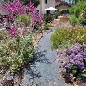 example of water-wise yard with a pebble path