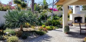 water-wise landscape succulent border on patio