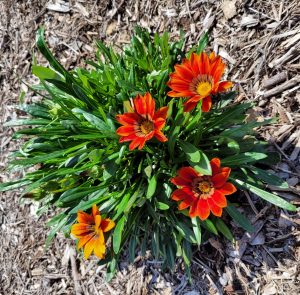 Gazania plant (orange)