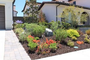 water-smart landscape front yard