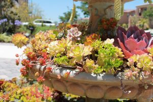 Image of succulents.