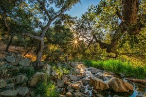 Enchanted Forest by Brian Joliffe