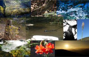 collage of 2018 photo contest entries