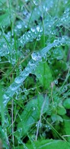 dew on blades of grass