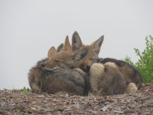 three coyotes