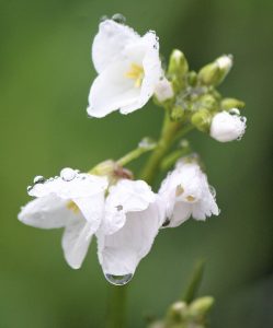 2023 Best in Show Award (photo contest) "Dewdrops" by Francis Bova