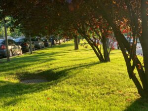 grass amongst trees