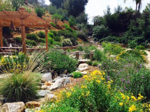 Native plant garden