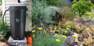 rain barrel and landscape