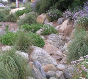 dry stream bed to capture rain