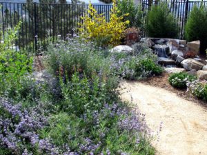 native plant landscaping