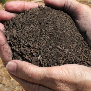 hands holding healthy, dark soil